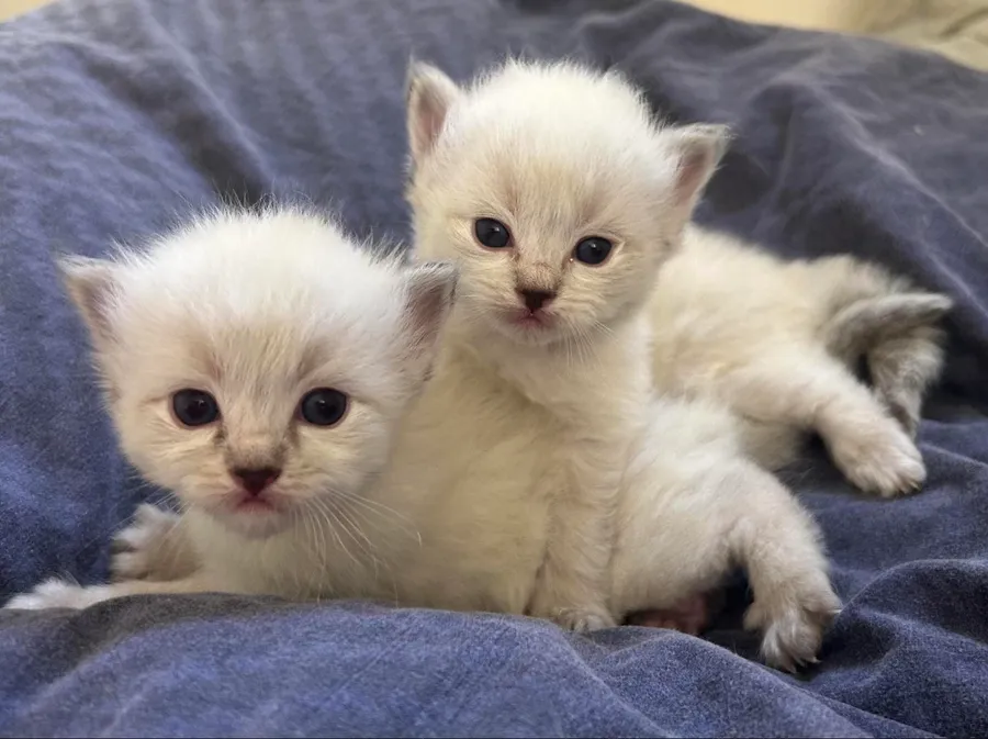 Deux chatons ragdoll