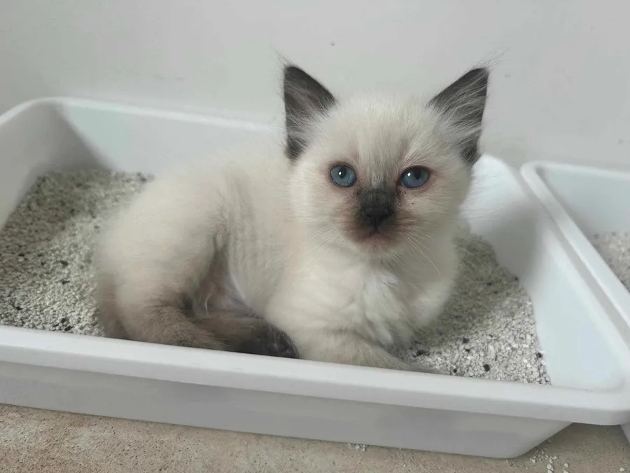 Chaton ragdoll aux yeux bleus