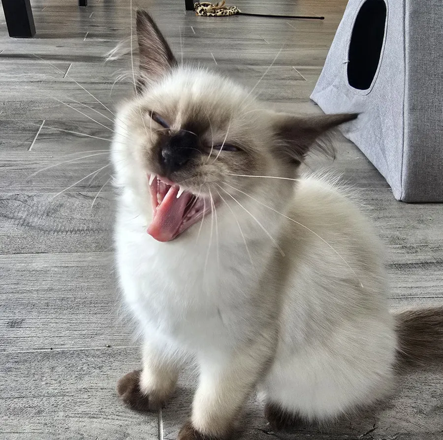 Ragdoll qui baille